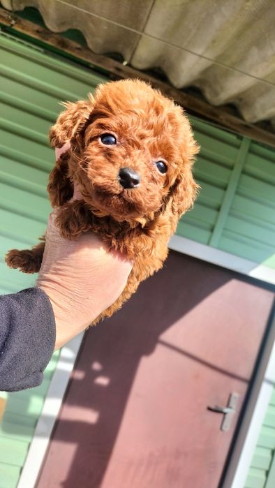 Пудель з розплідника