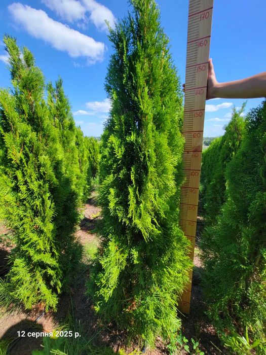 Туї Смарагд НАЙКРАЩА ЦІНА!!!