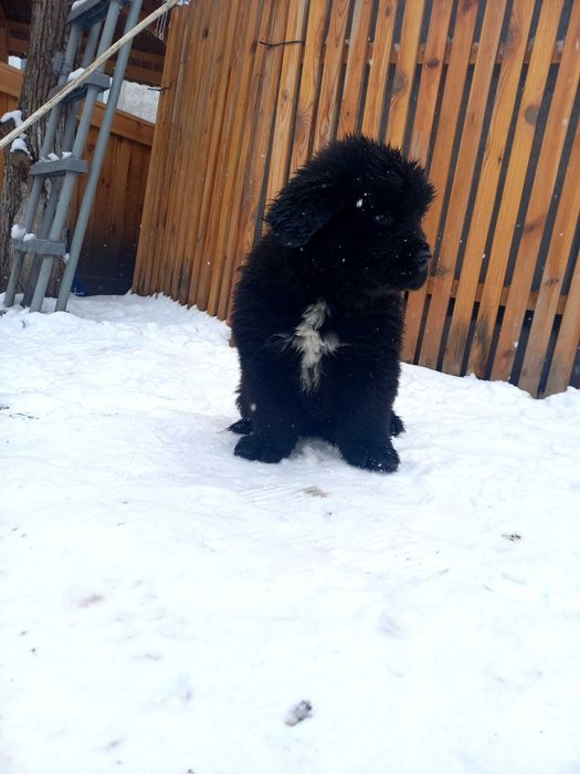 Ньюфаундлен собаки