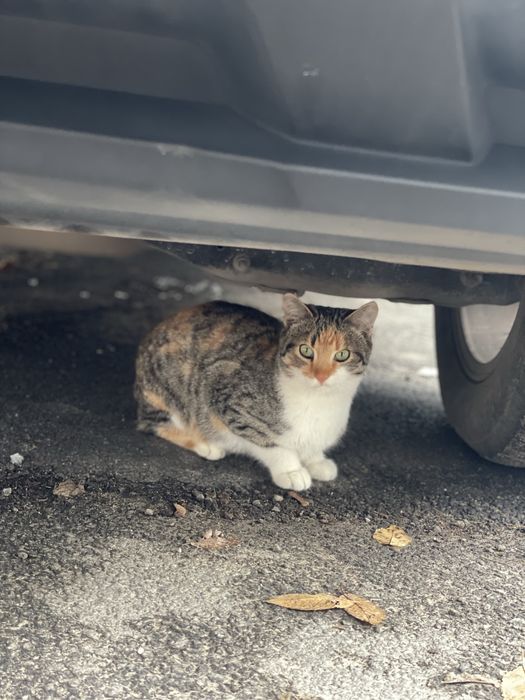 Кошеня (кішка, киця, дівчинка, кошка, котенок, девочка)