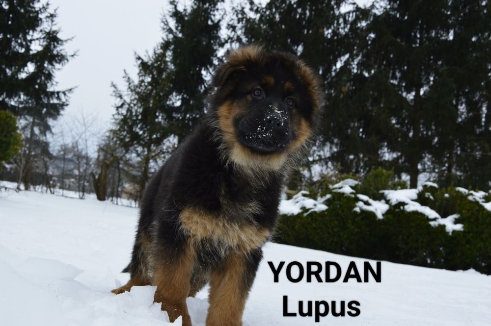 Owczarek niemiecki długowłosy - YORDAN