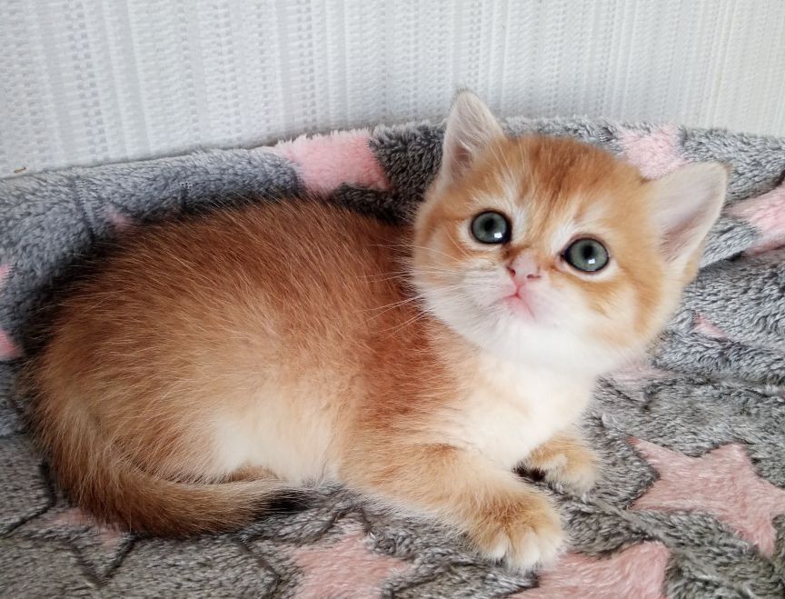 Золота шиншила, неймовірна малишка