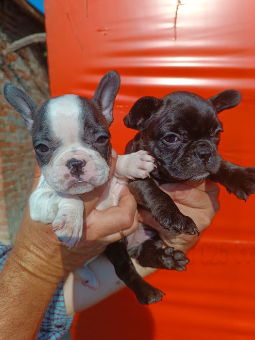 Француженки і французи високої якості цуценята