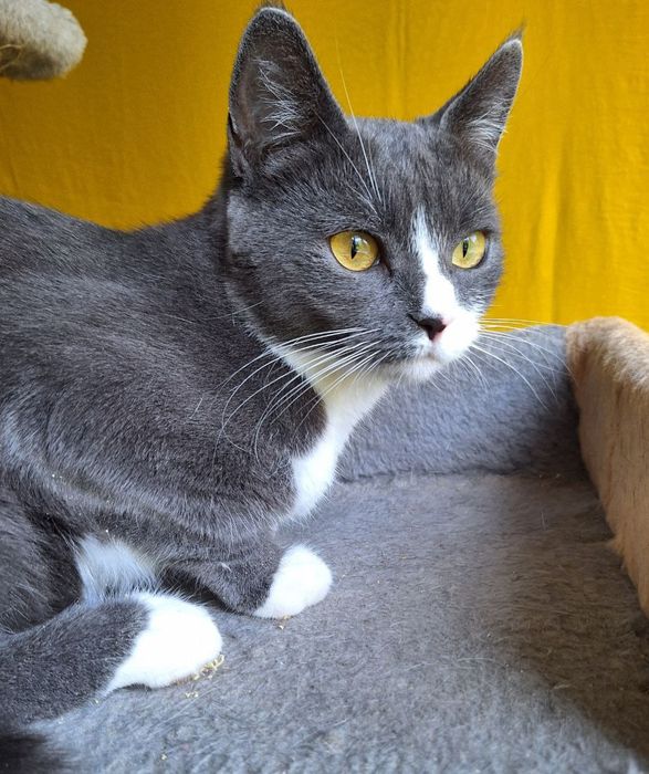 Стерилизованная пепельная кошка (1год) ищет дом! Отдам в хорошие руки!
