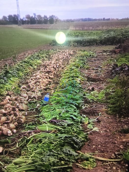 Buraki pastewne 500zł