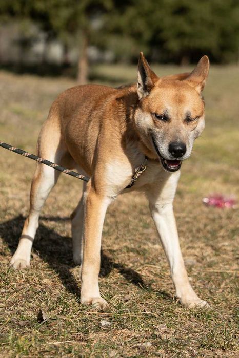 husky mix   Nit szuka domu -schronisko Zgierz -aktualne