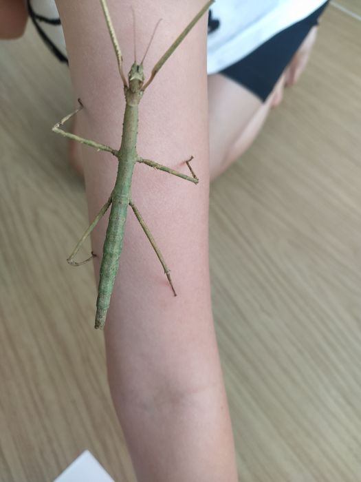 Палочник Аннамский необычный домашний питомец