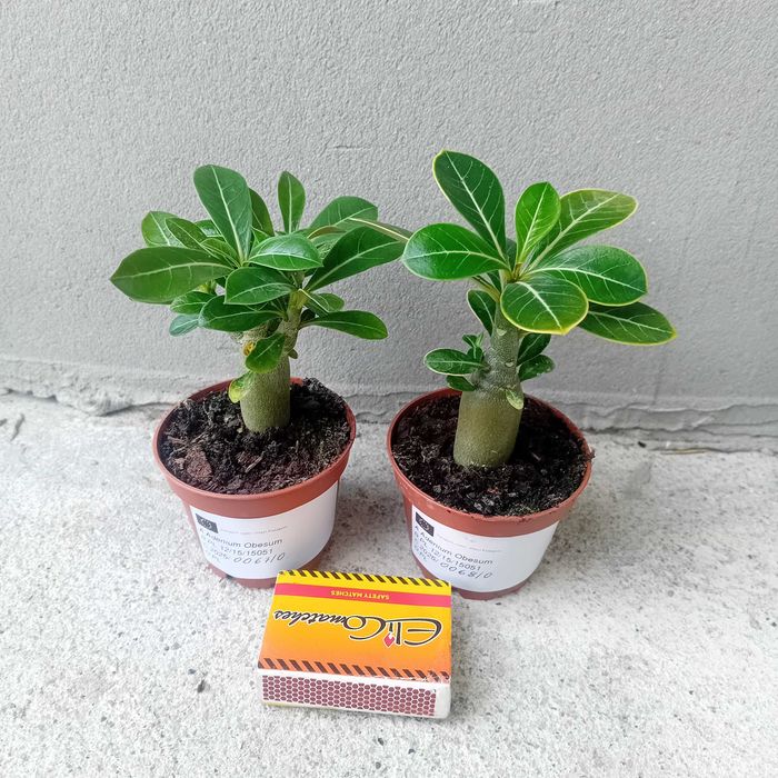 Adenium obesum Róża Pustyni +GRATISY