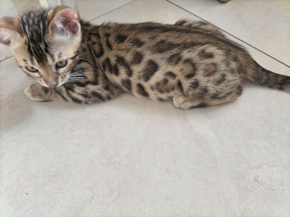 Бенгальские коты