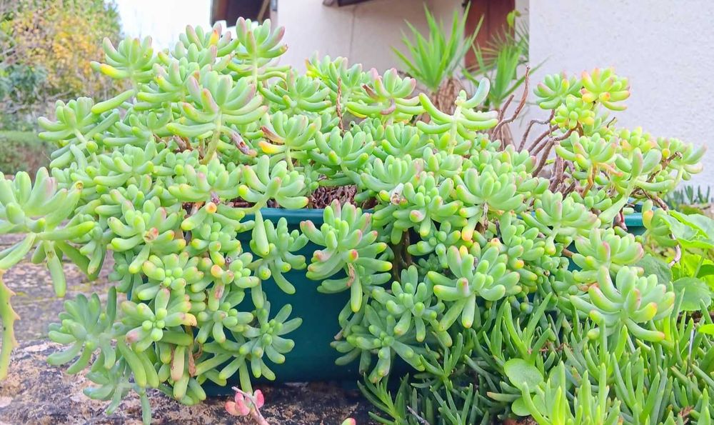 Planta verdadeira em vaso 20 cm