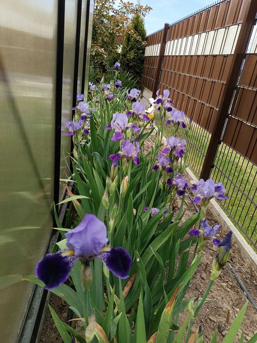 Nadwyżki kwiatów ogrodowych