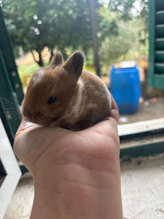 Coelho anão bebé  lindo e meigo