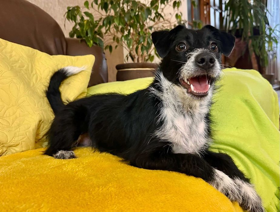 Bystrzak do adopcji - Dexter!