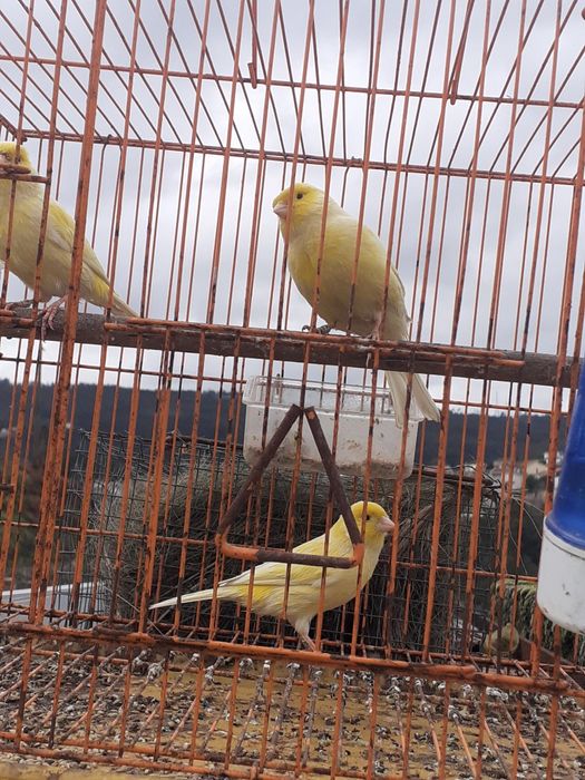 Canários 15euros cada.