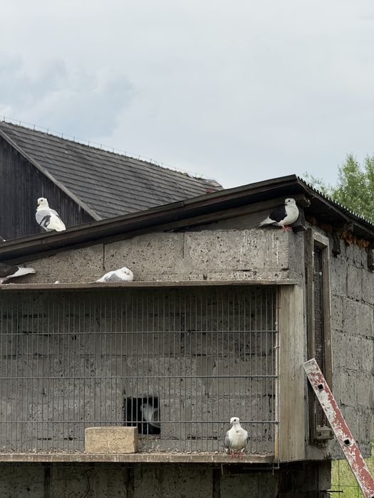 Gołebie mewki  mix samice samce