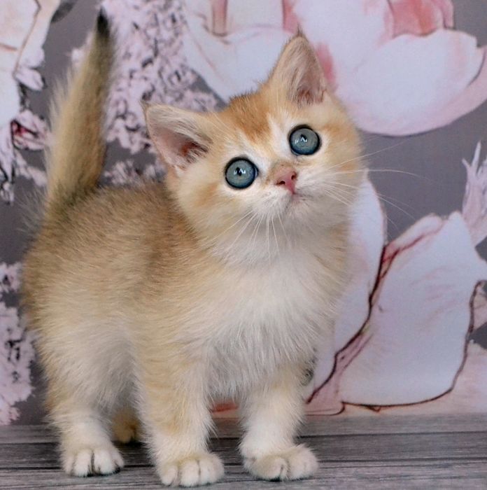 Британские котята короткошерстные золотые  шиншиллы