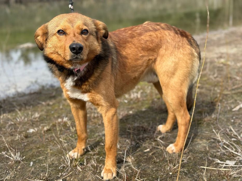 Pies z historią chwytającą za serce !!