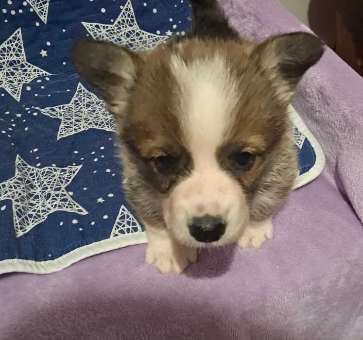 Вельш коргі пемброк, хлопчик, 1,5 місяців, ККУ