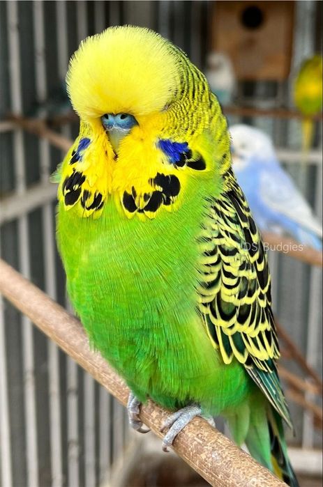 Periquitos ingleses