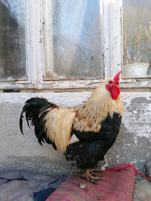 Півні породи Брама