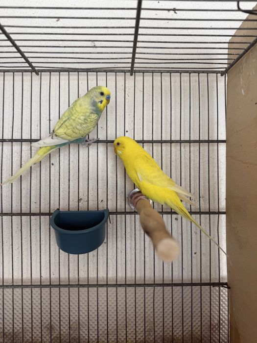 Casal de Periquitos