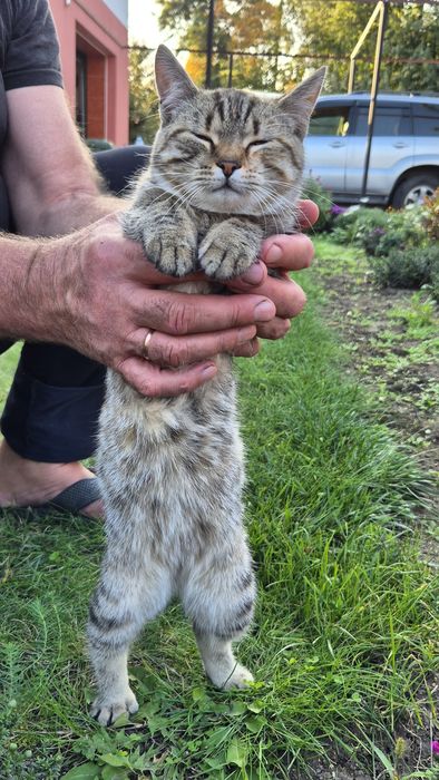 Віддам кошеня дівчинку