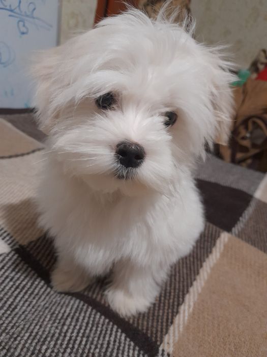 Продам щенков Мальтийской балонки