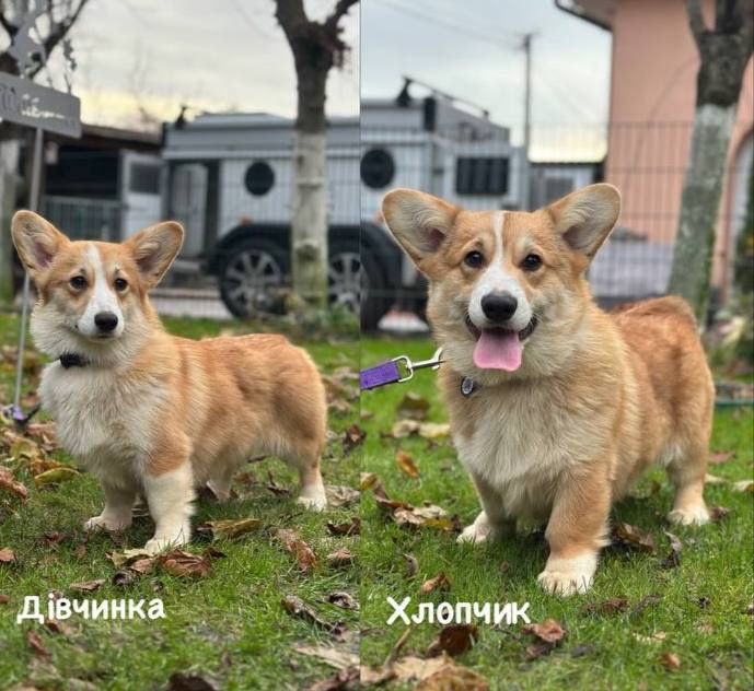 Коргі Пемброк цуценята