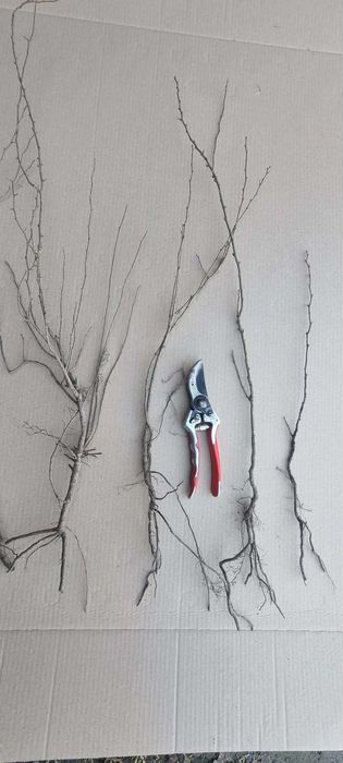 Pigwowiec sadzonki dwuletnie