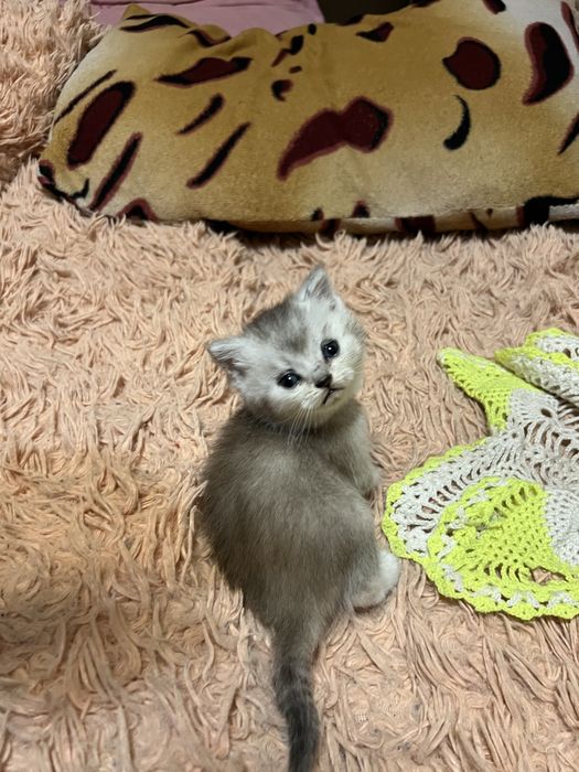 Шотландские котята