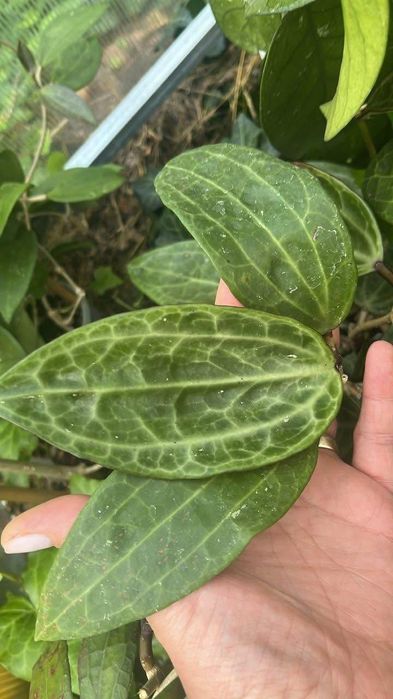 Hoya hoja Mount Rimau, Surigaoensis, 1018 zestaw