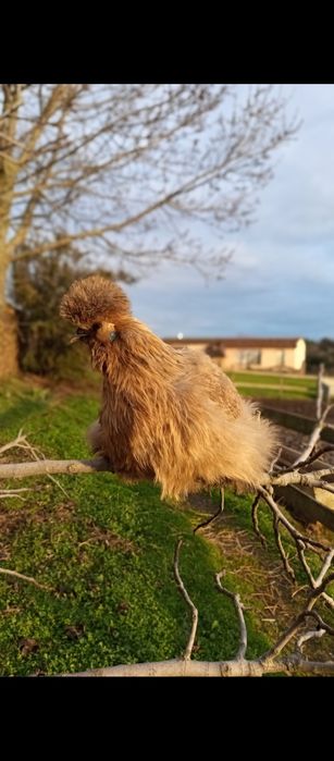Ovos de Sedosa do Japão