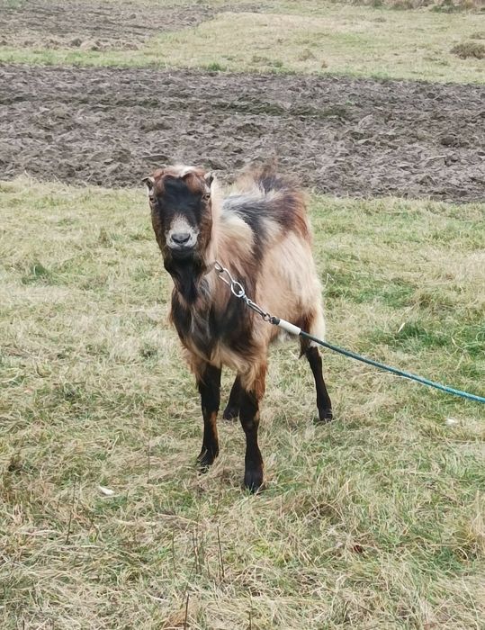 Козел Ламанча.Цап Ламанчі.