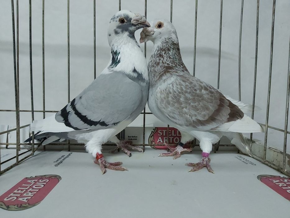 Gołębie Staropolskie