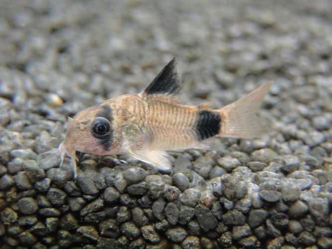 GB Kirys Panda, Kirysek Panda - dowóz ryb!