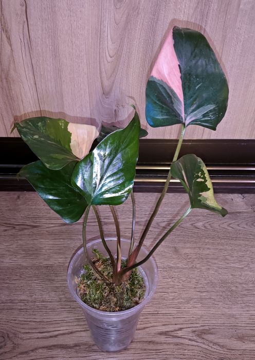Homalomena Pink Diamond.