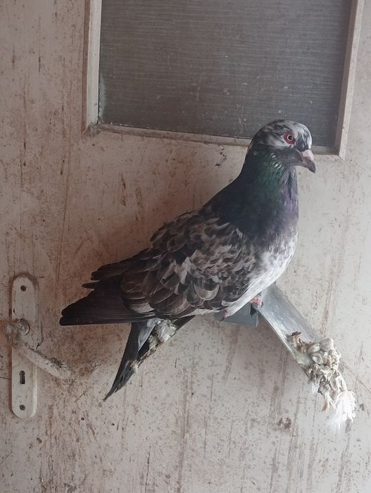 Sprzedam Gołębie Kingi! Zamienię na Mondainy!