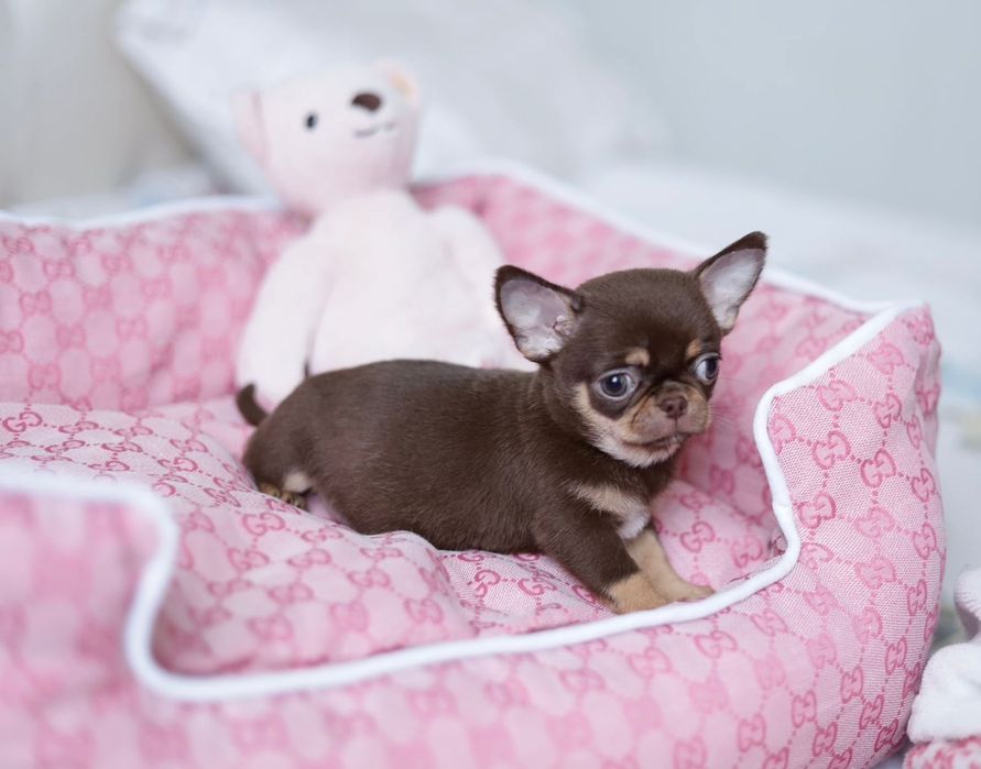 Mikro chihuahua FCI dziewczynka