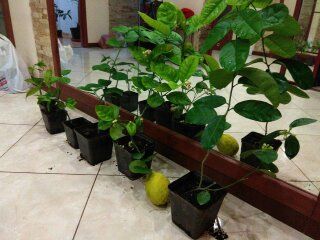 Лимон кімнатний (Київський)