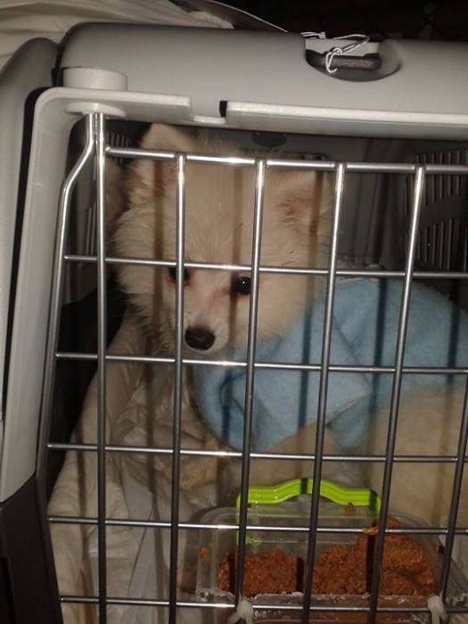 Міжднародне перевезення тварин, документальний супровід