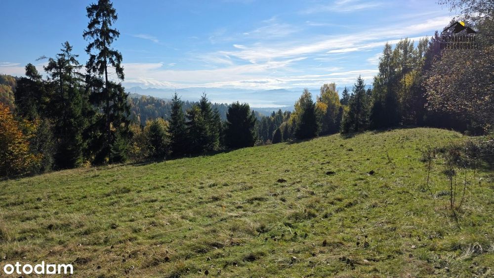 Widokowa polana w Gorcach