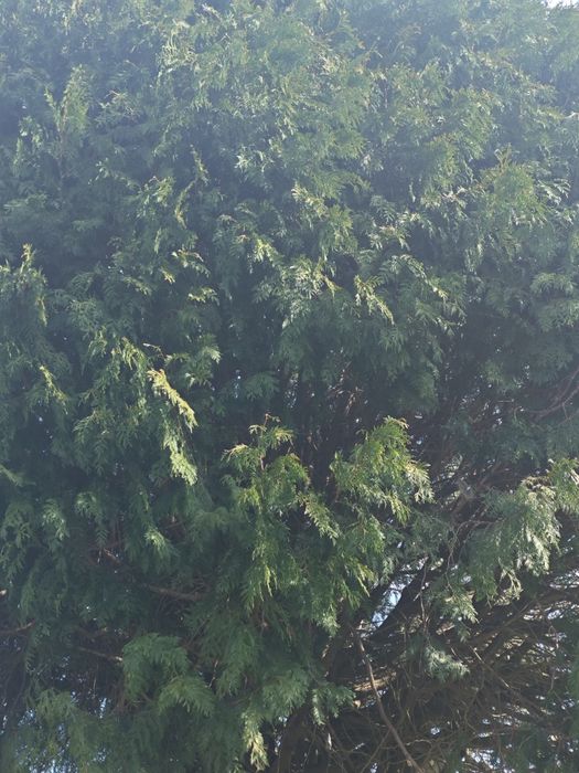 Vendo tuia gigante  com 30 anos