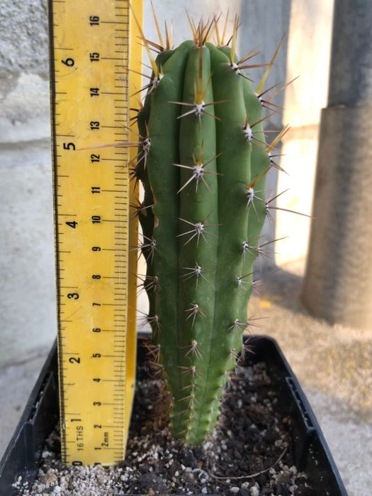 Echinopsis Peruviana / Trichocereus Peruvianus