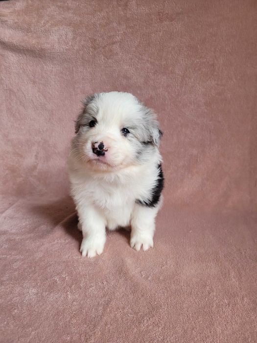Border collie blue merle ZKwP/ FCI