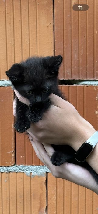Віддаються в добрі руки кошенята 2 місяці