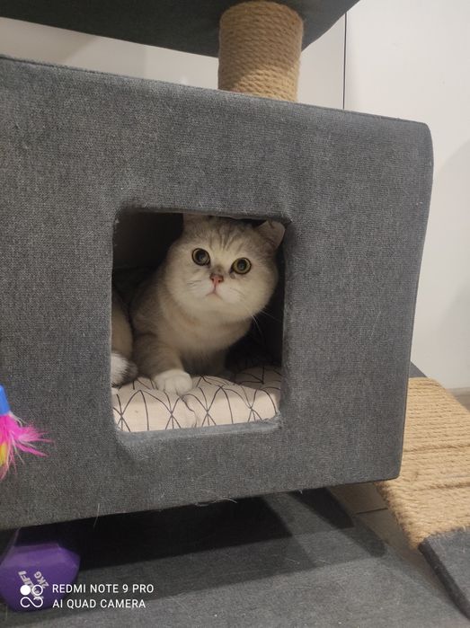 В'язка шиншилового серебристого кота, прямовухий  шотландець