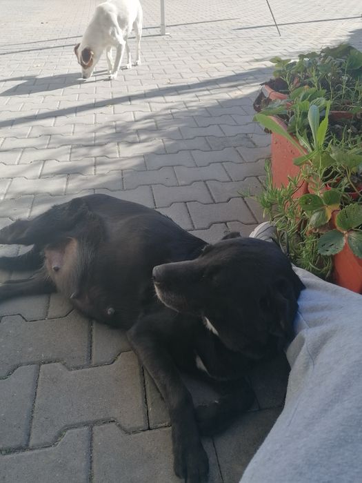 Cães bebés para adoção
