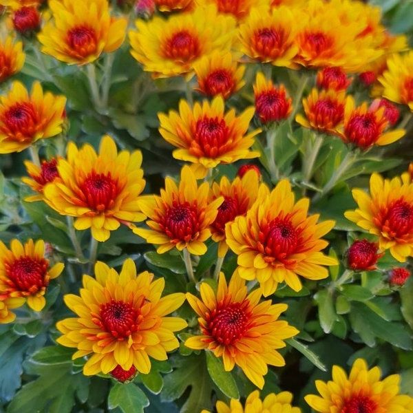 Садові багаторічні квіти, кімнатні квіти