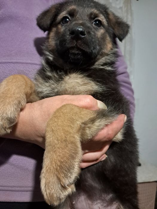 Цуценята породи німецька вівчарка.
