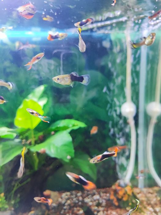 Guppys Sortidos
Vendo Guppys sa